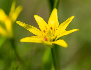 Small yellow flower in nature
