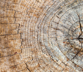 Stump from a sawn tree in nature