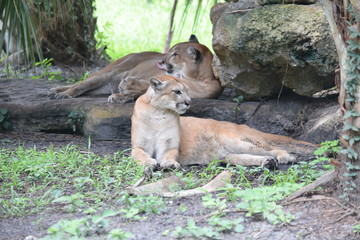 Naklejka premium Birds and animals