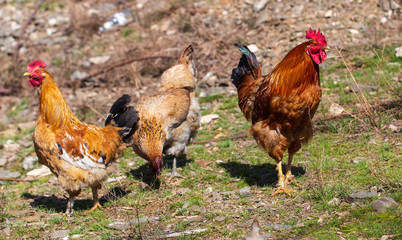 Rooster and hen walk in the meadow
