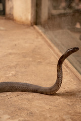 The King Cobra or Ophiophagus hannah standing with hood and looking towards the mirror