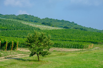 Fototapeta na wymiar Long rows of vineyards on the Taman Peninsula. Krasnodar region.
