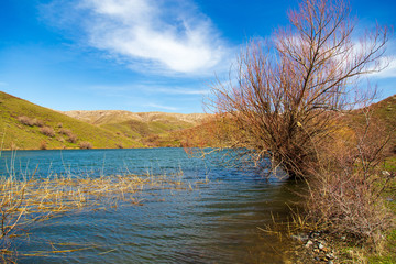 Tree growing in lake water