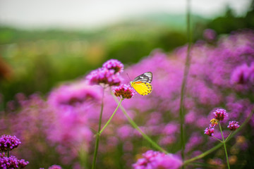 Butterfly on purple flowers in garden