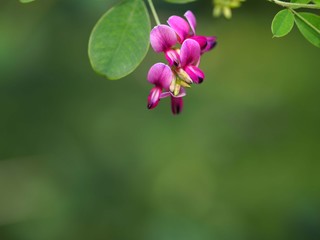 Obraz premium ハギの花