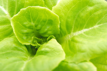 Close-up macro shot  photos of butterhead vegetables on organic farms are fresh and clean.