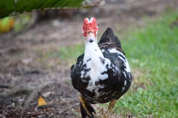 Birds and animals