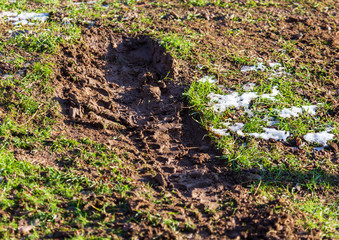 Traces of a car on dirty soil