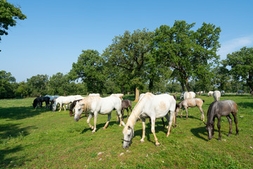 Fototapeta na wymiar Lipizzaner horses