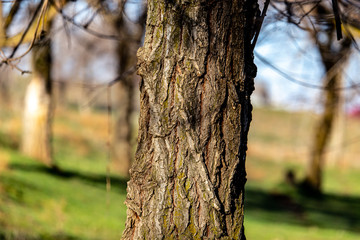 Fototapeta premium Tree trunk on spring nature