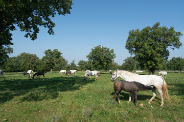 Obraz na płótnie Canvas Lipizzaner horses