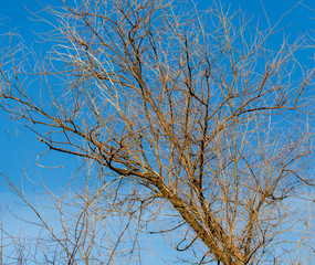 Bare branches on a tree against a blue sky