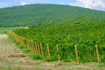 Fototapeta premium Long rows of vineyards on the Taman Peninsula. Krasnodar region.