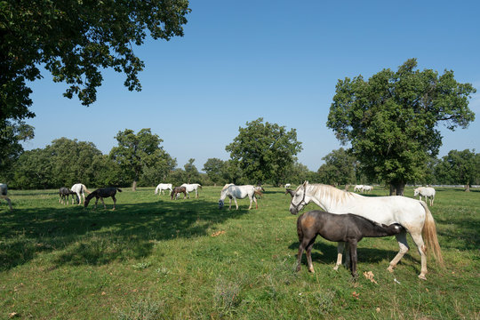 Lipizzaner horses