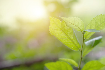 Close up view of green leaf nature background. Fresh green leaf under the sunlight with blurred green background.  Ecology, Nature, alternative energy concept.