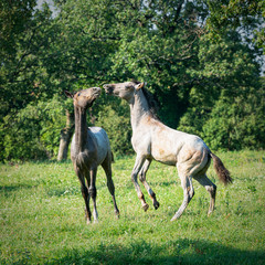 Lipizzaner horses