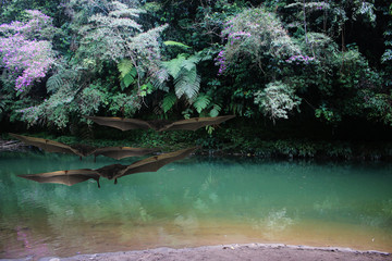Bats flying towards the camer over a tropical river