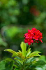 Fototapeta premium Peregrina, Spicy Jatropha (scientific name: Jatropha integerrima) red flowers are blooming in the garden. Natural background blur.