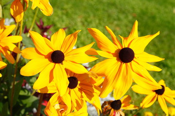 blühender Gelber Sonnenhut, Blumen, Deutschland