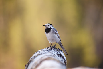 white wagtail (motacilla alba) little bird