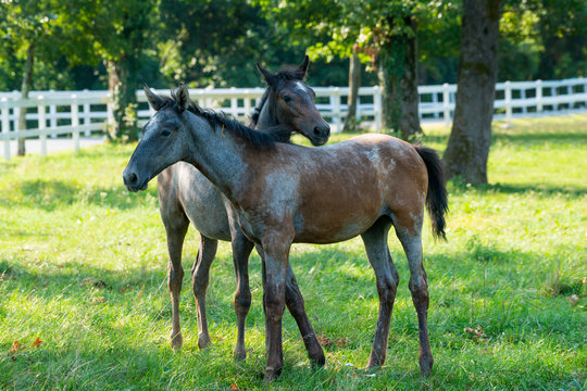 Lipizzaner horses