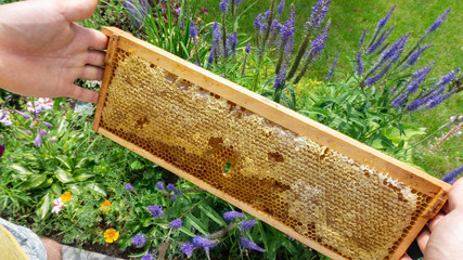 Frame with honeycombs filled with fragrant honey from meadow flowers in the hands of a beekeeper on...