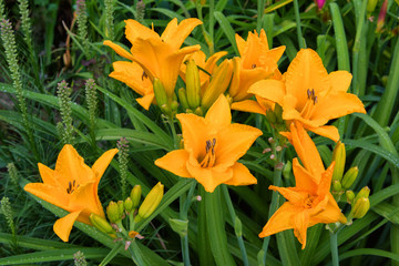 Daylilies flowers or Hemerocallis. Daylilies on green leaves background in summer. Flower beds with flowers in garden. Soft selective focus.