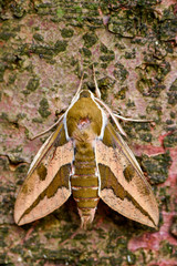Spurge Hawk-moth - Hyles euphorbiae, beautiful colored hawk-moth from European woodlands, Czech Republic.