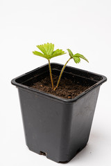 Growing Strawberry Plants in the pot