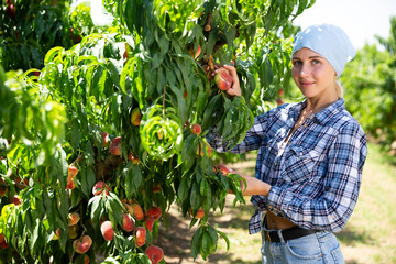 Girl horticulturist in kerchief picking peaches from tree outdoor