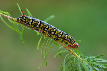 Spurge Hawk-moth - Hyles euphorbiae, beautiful colored hawk-moth from European woodlands, Czech...