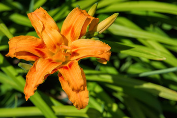 Orange daylilies flowers or Hemerocallis. Daylilies on green leaves background. Flower beds with flowers in garden. Closeup. Soft selective focus.