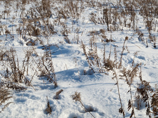 Winter landscape. Dry grass in snow