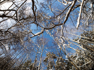 Winter landscape. Treetops against the blue sky. Camera up
