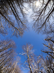 Winter landscape. Treetops against the blue sky. Camera up