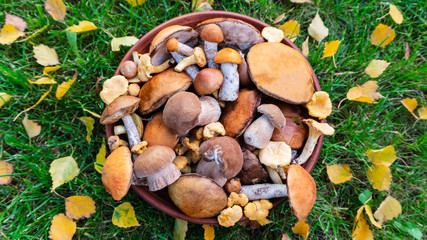 Edible forest mushrooms on a background of green grass with  autumn birch leaves. Cep, orange-cap boletus, chanterelle, rough-stemmed bolete, red-capped scaber stalk in a ceramic bowl on a sunny day