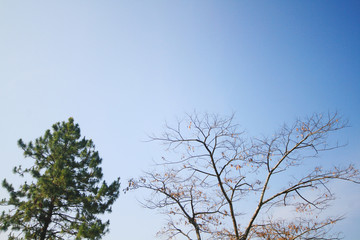 Dried branches and Green plants with blue sky