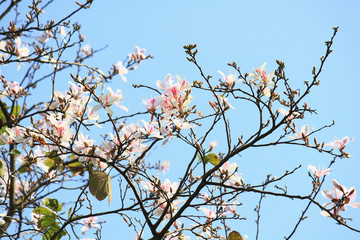 Beautiful Blossom white Wild Himalayan Cherry Branches with blue sky