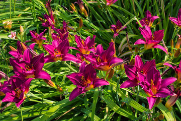 Daylilies flowers or Hemerocallis. Daylilies on green leaves background in summer. Flower beds with flowers in garden. Soft selective focus.