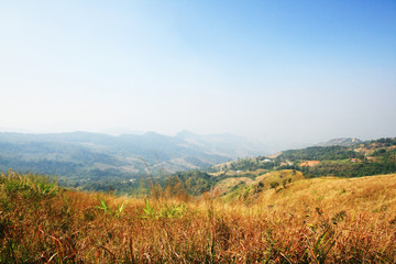 Golden dry grass on the valley mountain.