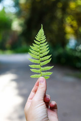 Beautiful green fern leaf