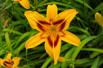 Obraz premium Yellow daylilies flowers or Hemerocallis. Daylilies on green leaves background. Flower beds with flowers in garden. Closeup. Soft selective focus.