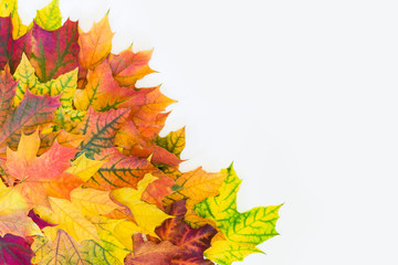 Autumn colorful leaves as border with white space for text. Top view. Thanksgiving.