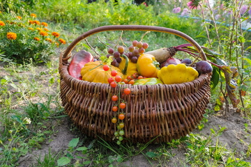 Set of organic vegetables in a wicker basket in a vegetable garden in a village in Ukraine. Handmade willow basket. © Ganna Zelinska