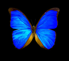 Blue morpho butterfly isolated on a black background