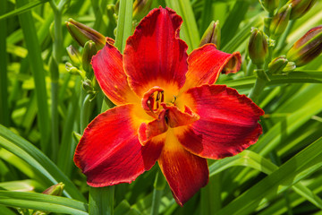 Fototapeta na wymiar Red daylilies flowers or Hemerocallis. Daylilies on green leaves background. Flower beds with flowers in garden. Closeup. Soft selective focus.