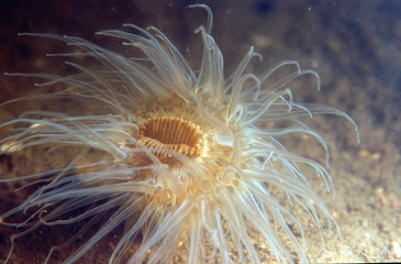 Fototapeta premium Closeup a anemone underwater in the sea at Cornwall