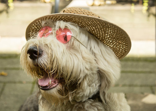 A portrait of an old english sheepdog puppy wearing straw hat and pink sunglasses, selective focus