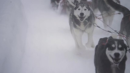 A determined dogsled team pulling a sled through a snowstorm. Close up slow motion clip.