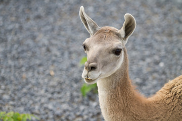 Lama, portrait